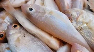 تغيير مفاجئ.. تراجع سعر الدراك مقابل ارتفاع القاروص في أسواق الإسكندرية اليوم